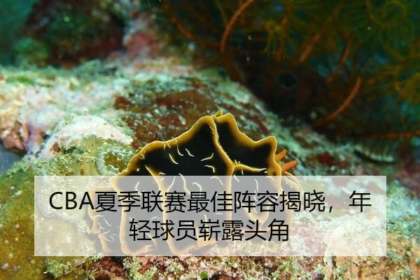 CBA夏季联赛最佳阵容揭晓，年轻球员崭露头角 - HTH sport login